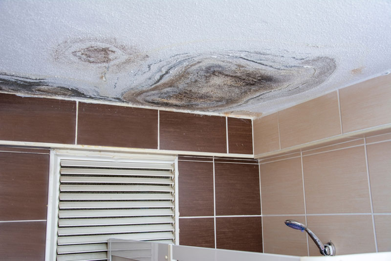 Is Black Mold in Shower Dangerous
