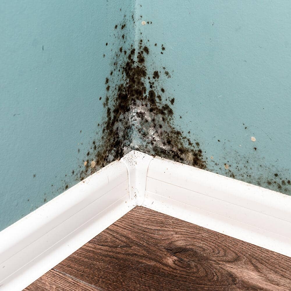 Is It Safe to Clean Black Mold Yourself